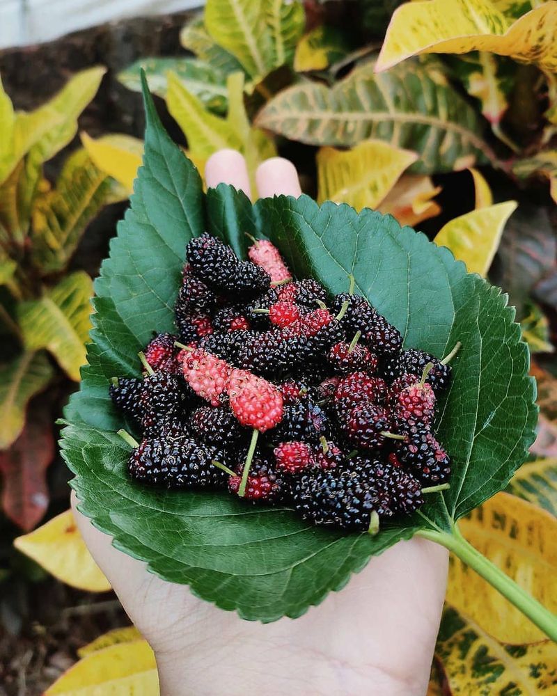 Mulberry
