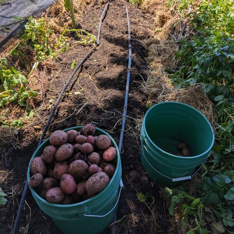 Mulch: More Than a Blanket