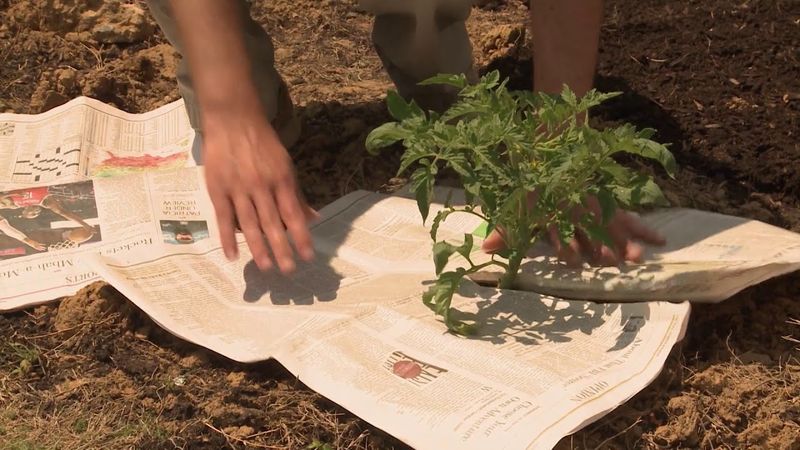 Mulch with Newspaper