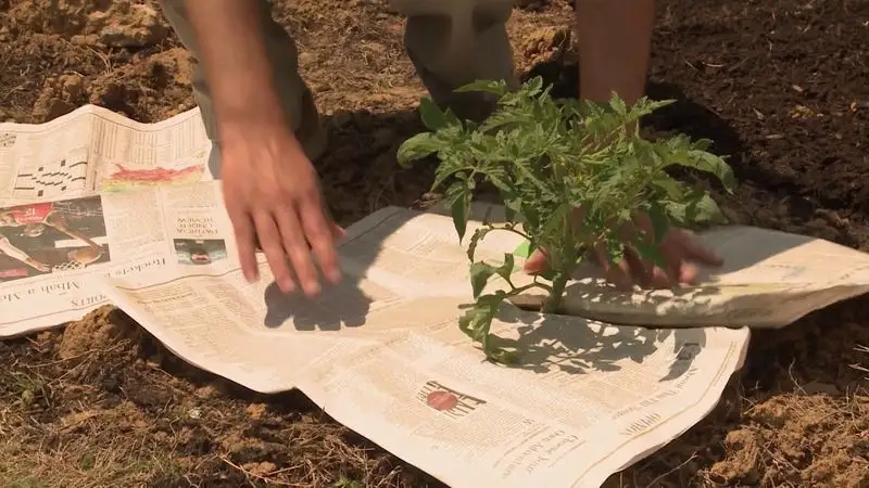 Mulch with Newspaper