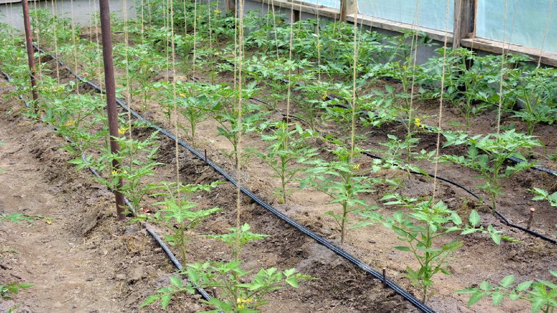 Irrigation Planning