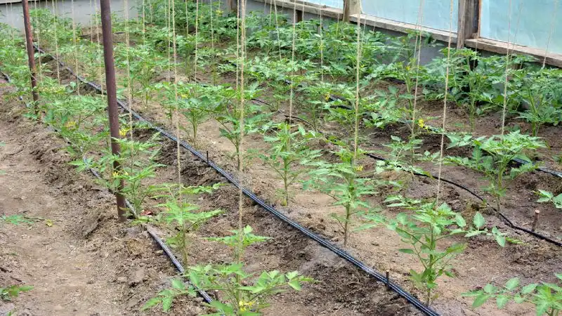 Irrigation Planning