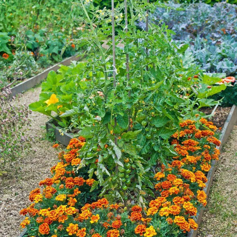 Companion Planting