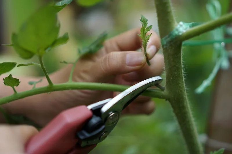 Pruning for Productivity
