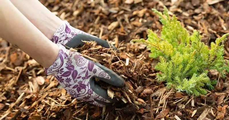 Mulching: Nature’s Blanket