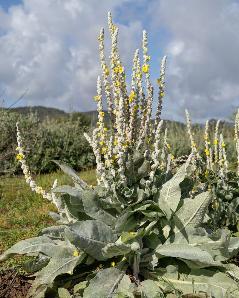 Mullein