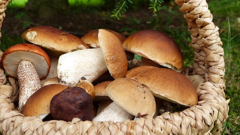 Mushroom Stems