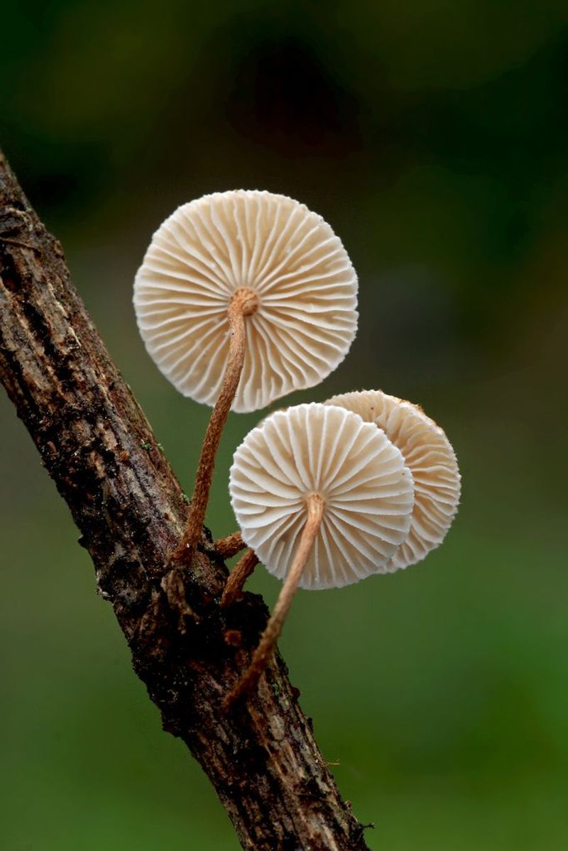 Mushroom Stems
