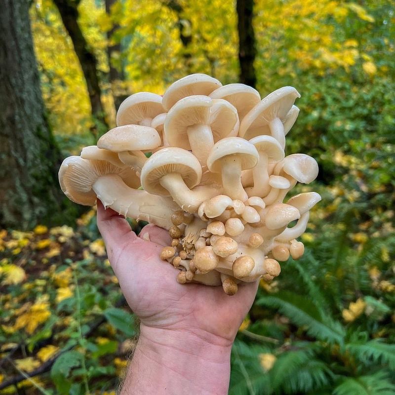 Mushrooms