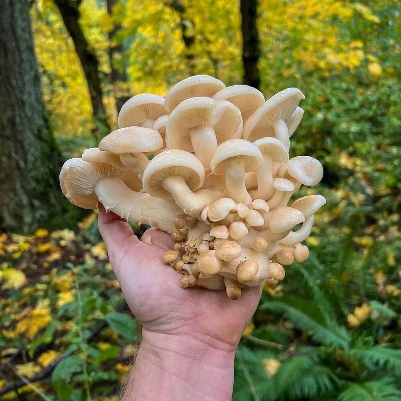 Mushrooms