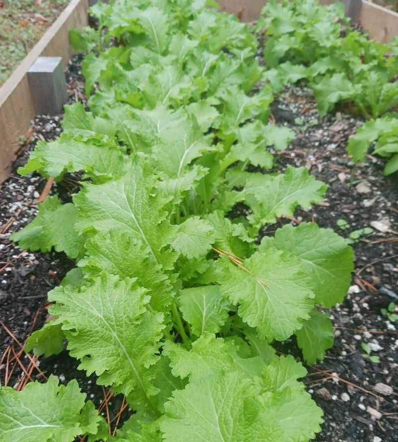 Mustard Greens