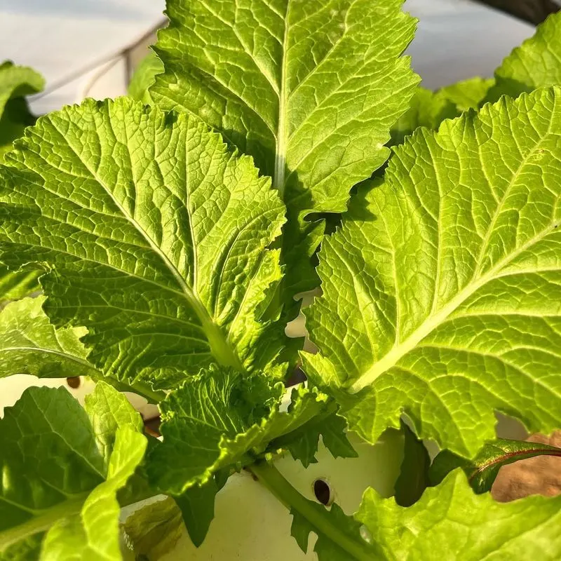 Mustard Greens