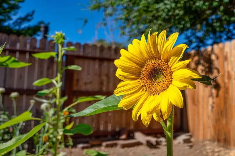 Sunflowers