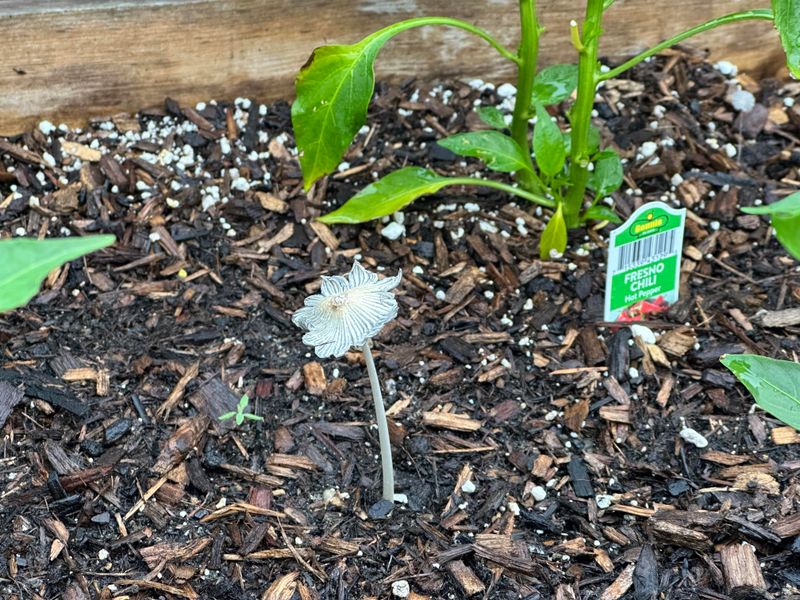 Mycorrhizal Fungi