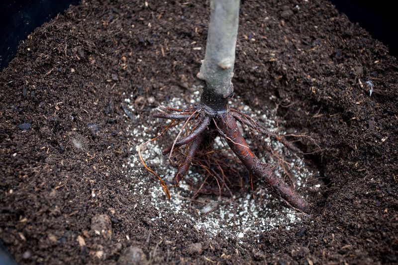 Mycorrhizal Fungi