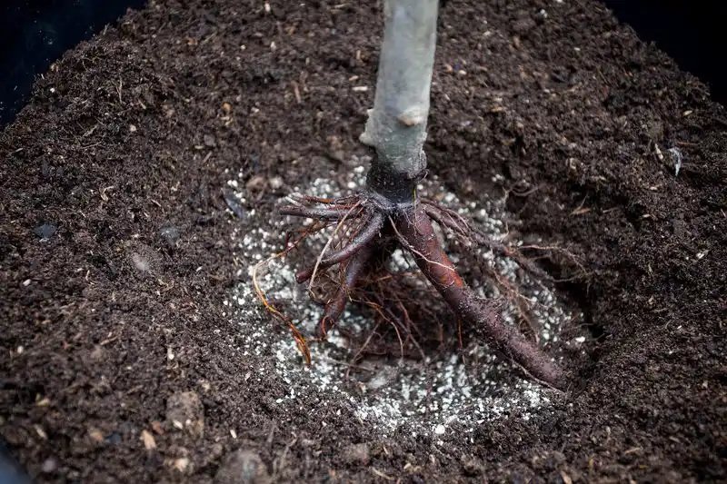 Mycorrhizal Fungi