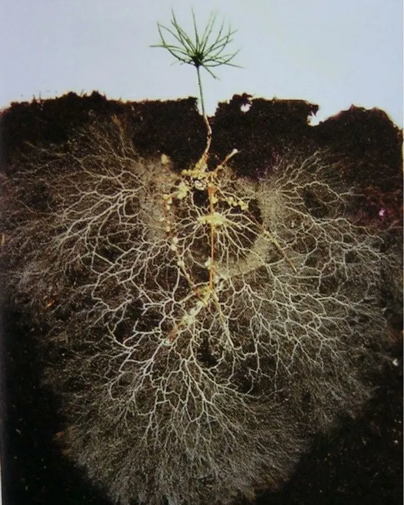 Mycorrhizal Fungi