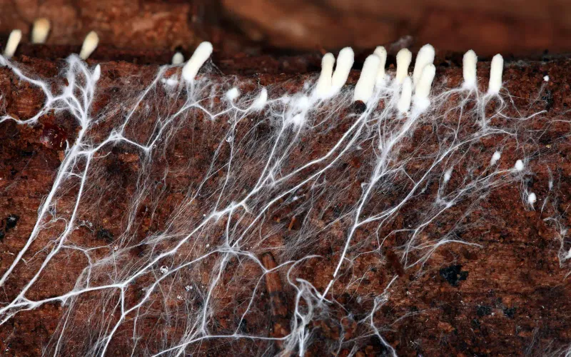 Mycorrhizal Fungi