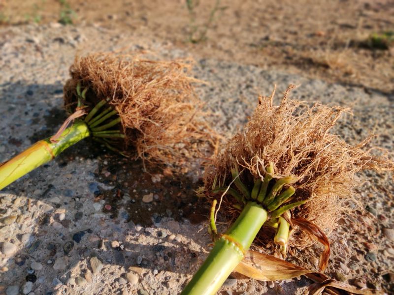 Mycorrhizal Magic