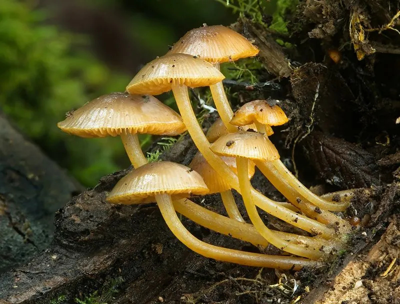 Mycorrhizal Marvels