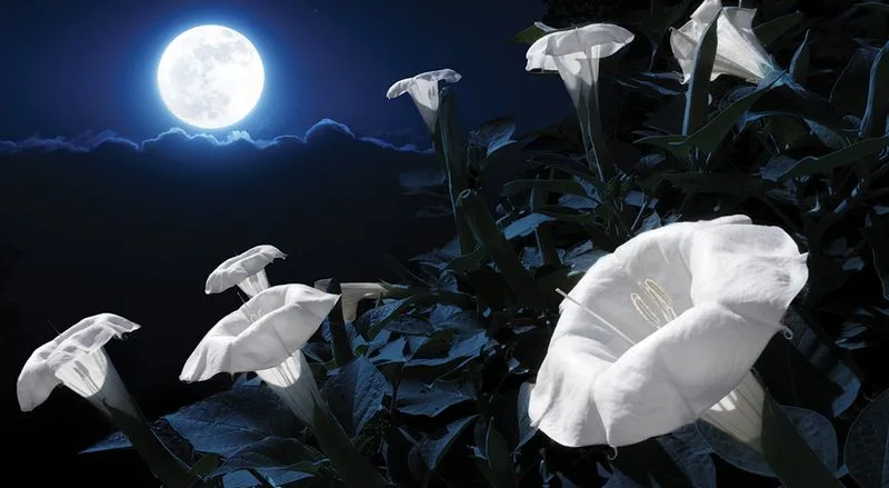 Mystical Moonlit Garden