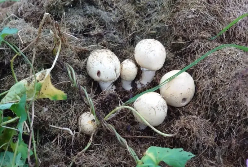 Mystical Mushrooms