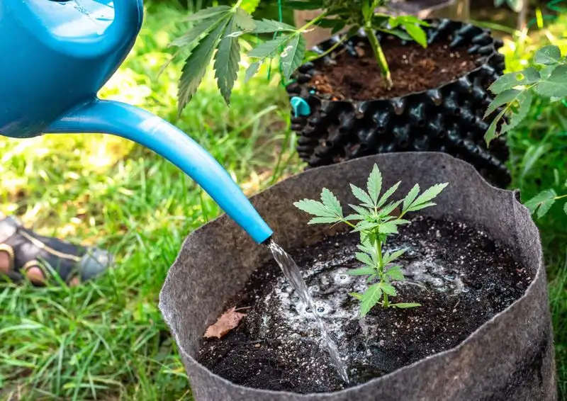 Myth 1: Water Plants Every Day