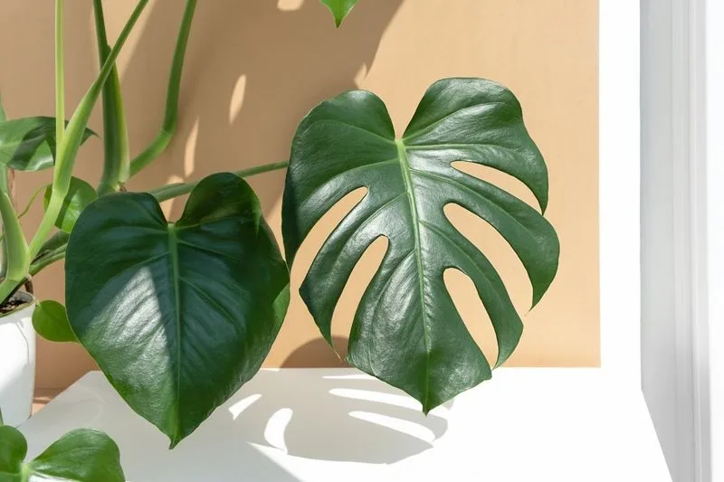 Myth 1: Watering Plants in Sun Burns Them