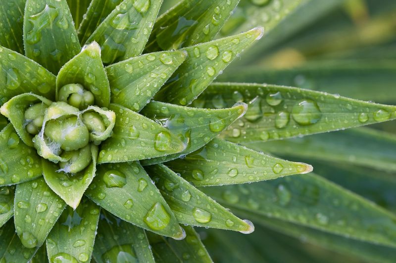 Myth 10: Plants Prefer Distilled Water