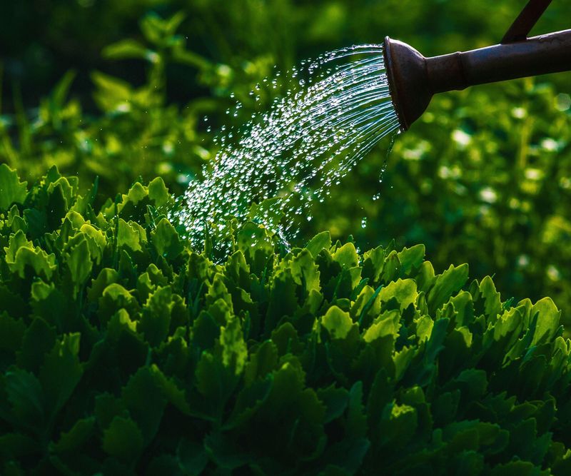 Myth 10: Watering at Night Causes Disease
