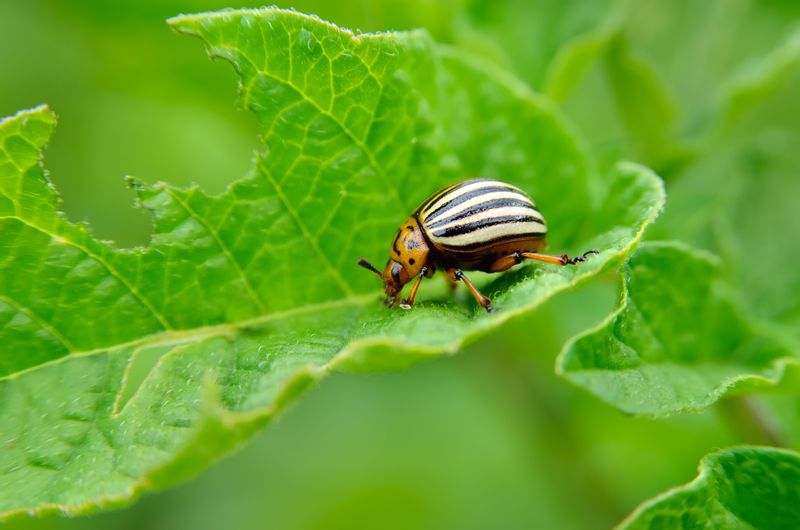 Myth 11: All Insects in Your Garden Are Harmful
