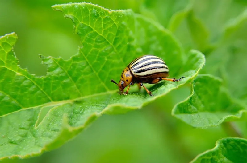 Myth 11: All Insects in Your Garden Are Harmful
