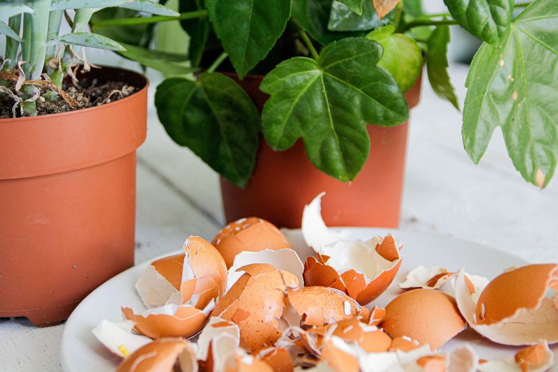 Myth 11: Eggshells Are an Excellent Fertilizer