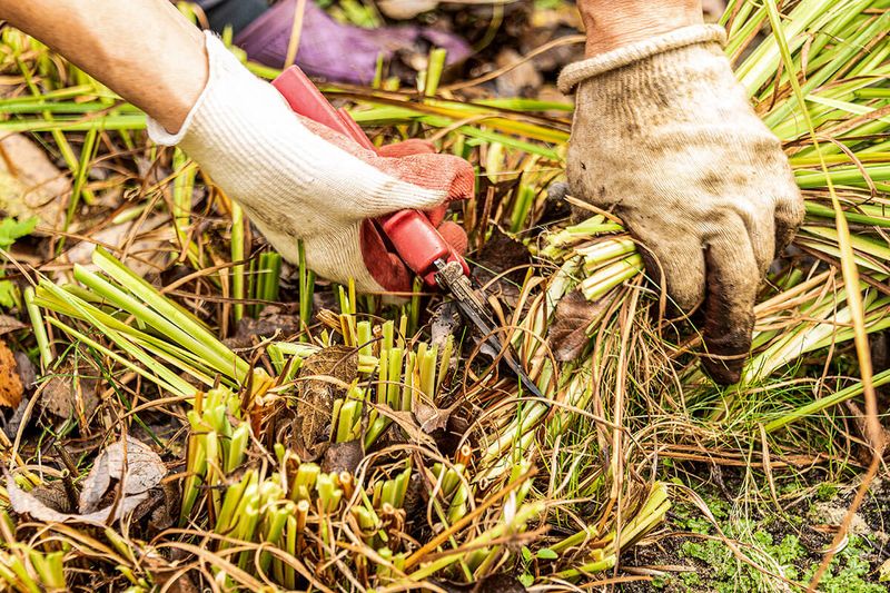 Myth 13: Pruning in Fall is Best