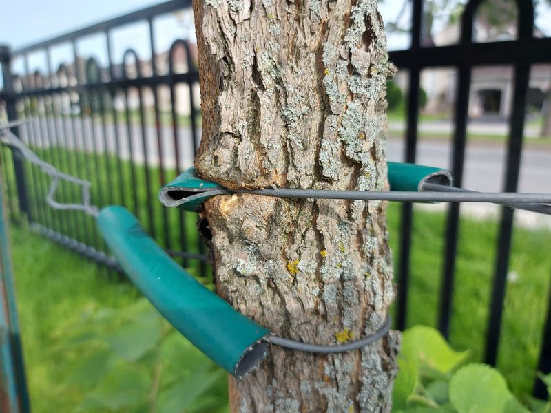 Myth 14: Newly Planted Trees Need Staking