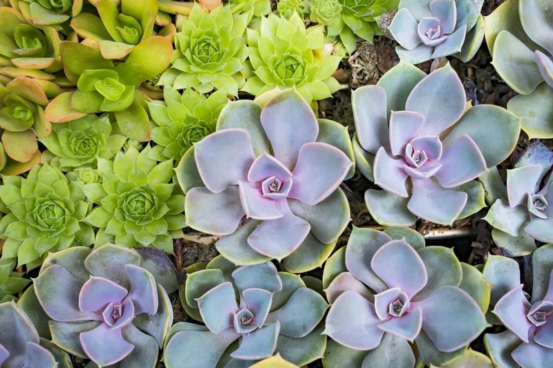 Myth 16: Succulents Thrive on Neglect