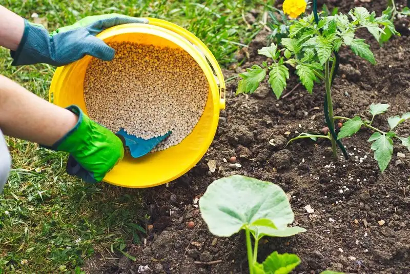 Myth 4: More Fertilizer Equals Better Growth