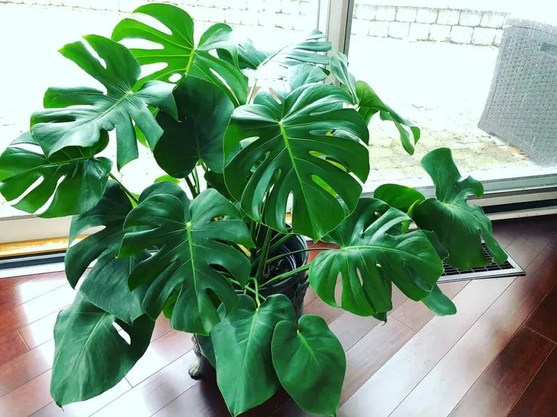 Myth 4: More Sun Equals Better Growth