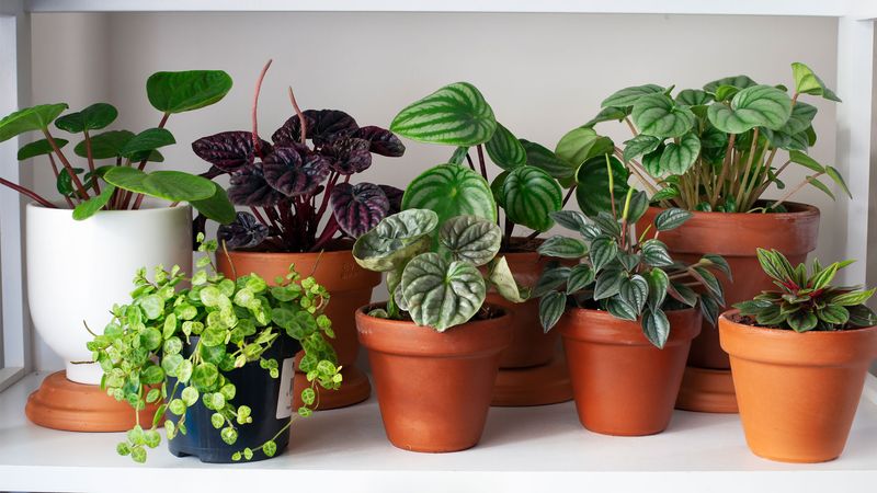 Myth 5: Houseplants Purify Indoor Air
