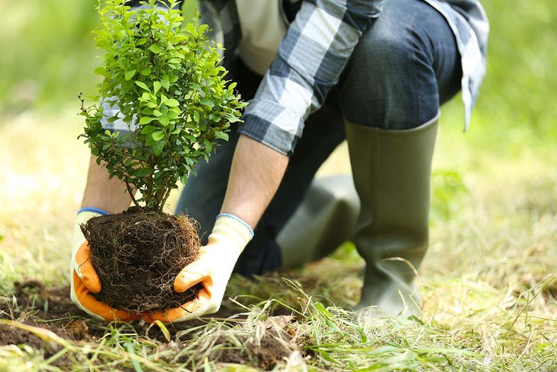 Myth 5: Planting Trees Deep Helps Stability