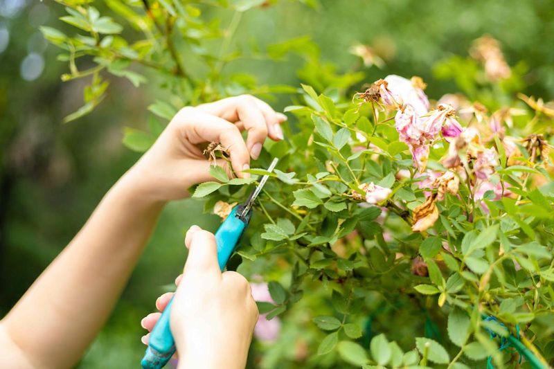 Myth 7: Pruning Hurts Plants