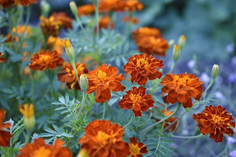Myth 9: Certain Plants Repel All Pests