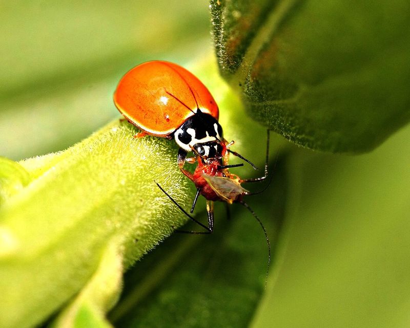 Myth 9: Organic Pesticides Are Safe