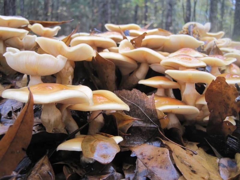 Nameko Mushroom