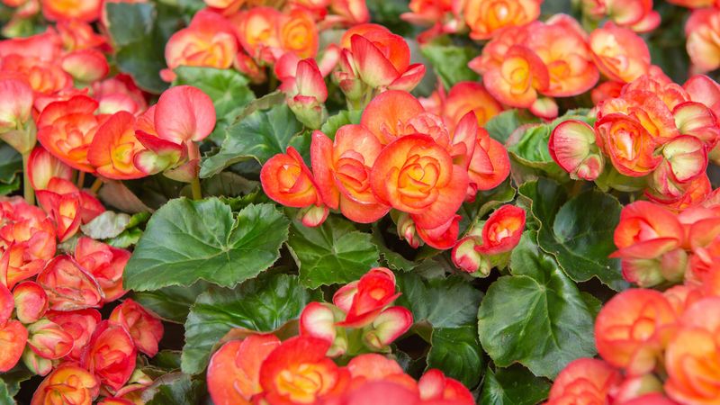 Begonia