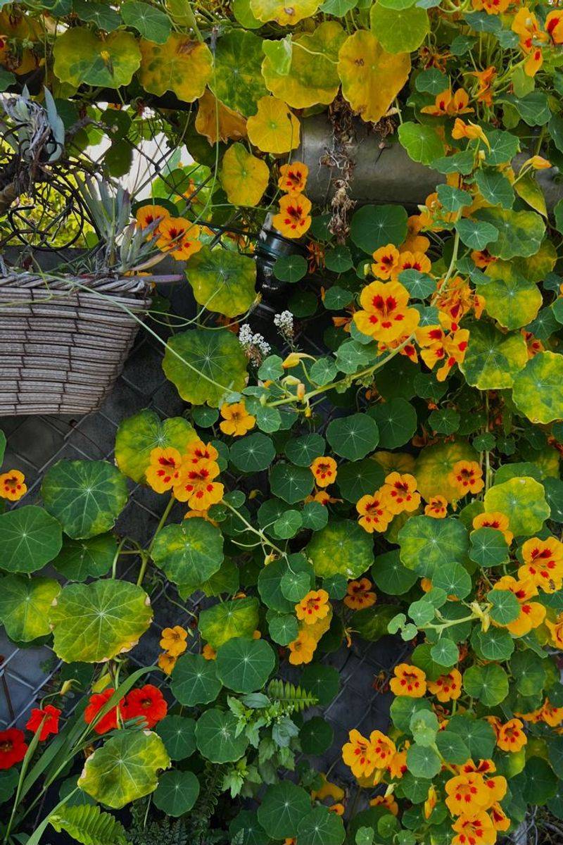 Nasturtium