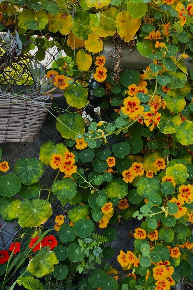 Nasturtium