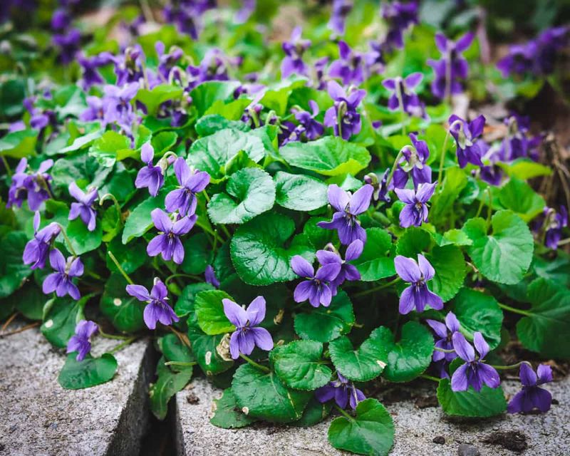 Violet