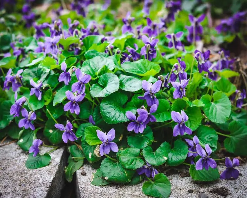 Violet