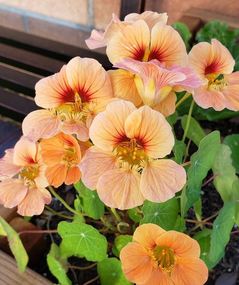 Nasturtium